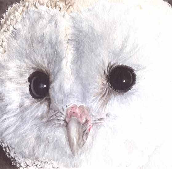 Tyto alba - Ver mais Aguarela e Desenho